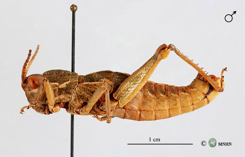 Paracinipe rubripes mâle holotype