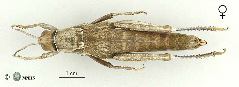 Paracinipe saharae femelle