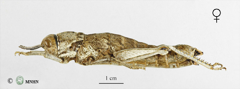 Paracinipe saharae femelle