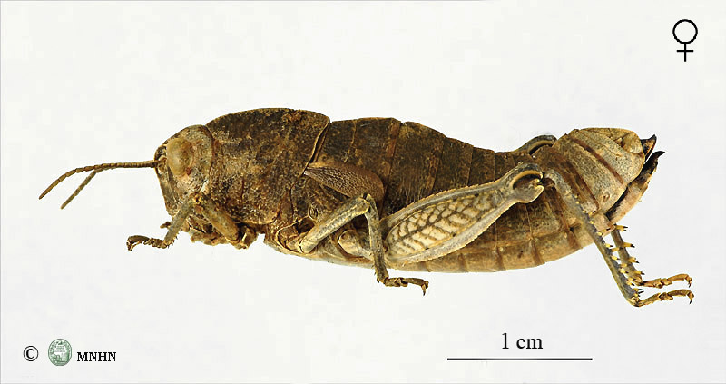 Paraeumigus sabulosus femelle