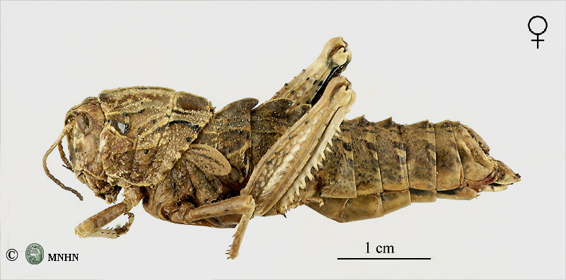 Paraeuryparyphes quadridentatus femelle