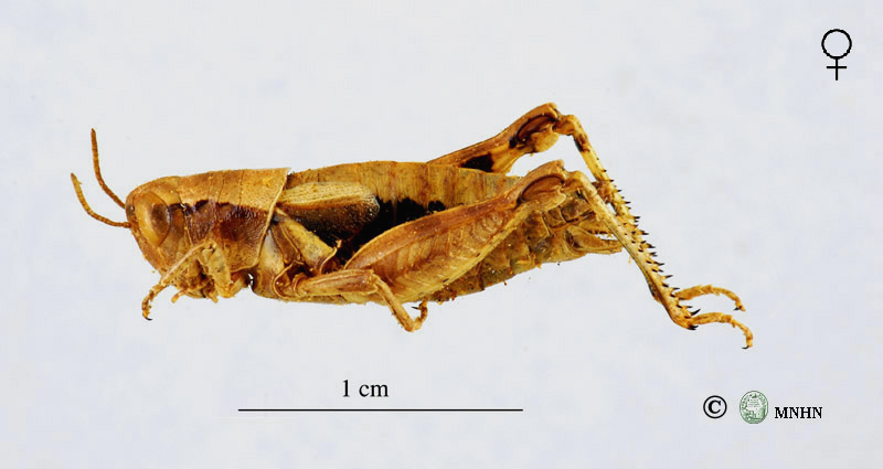 Pezotettix giornae femelle
