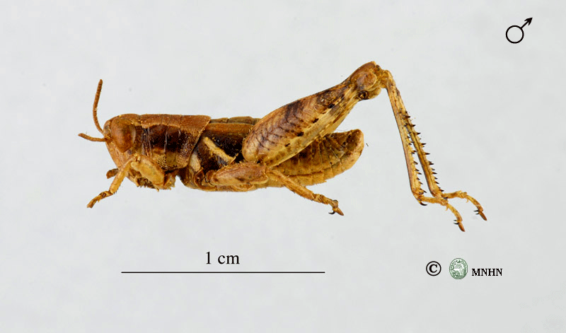 Pezotettix giornae mâle