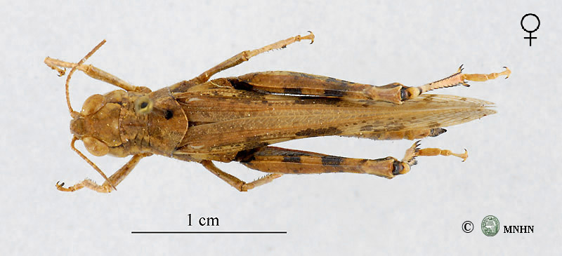Platypygius platypygius femelle