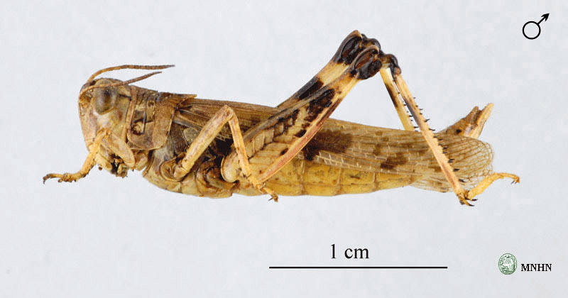 Platypygius platypygius mâle