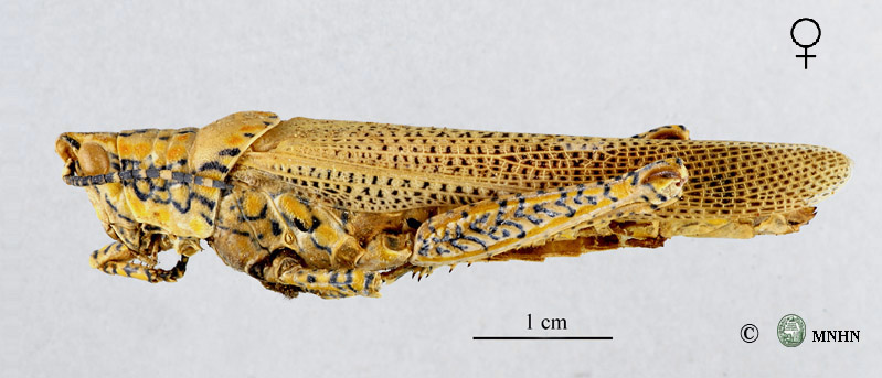 Poekilocerus bufonius hyeroglyphicus femelle