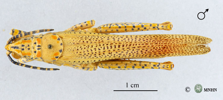 Poekilocerus bufonius hyeroglyphicus mâle