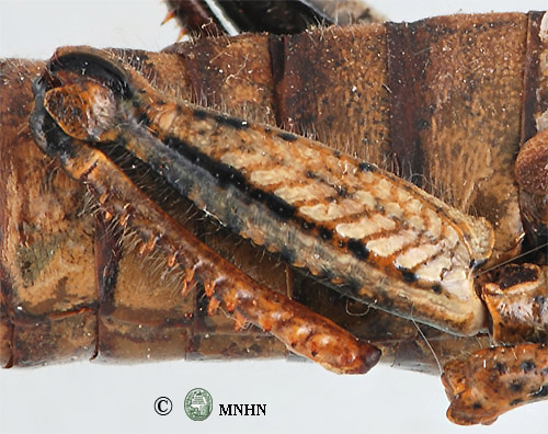 Pseudamigus villiersi femelle type