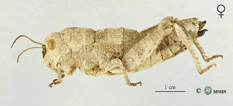 Pseudoglauia tarudantica femelle