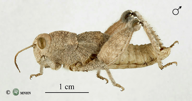 Pseudoglauia tarudantica mâle