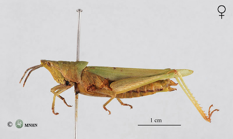 Pyrgomorpha agarena zaeriana femelle