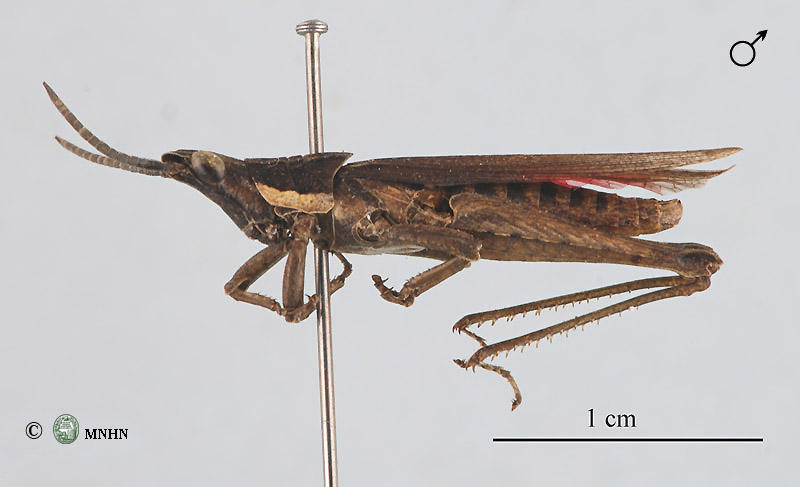Pyrgomorpha agarena zaeriana mâle