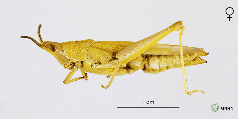 Pyrgomorpha agarena agarena femelle