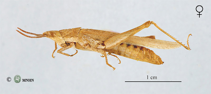 Pyrgomorpha cognata femelle