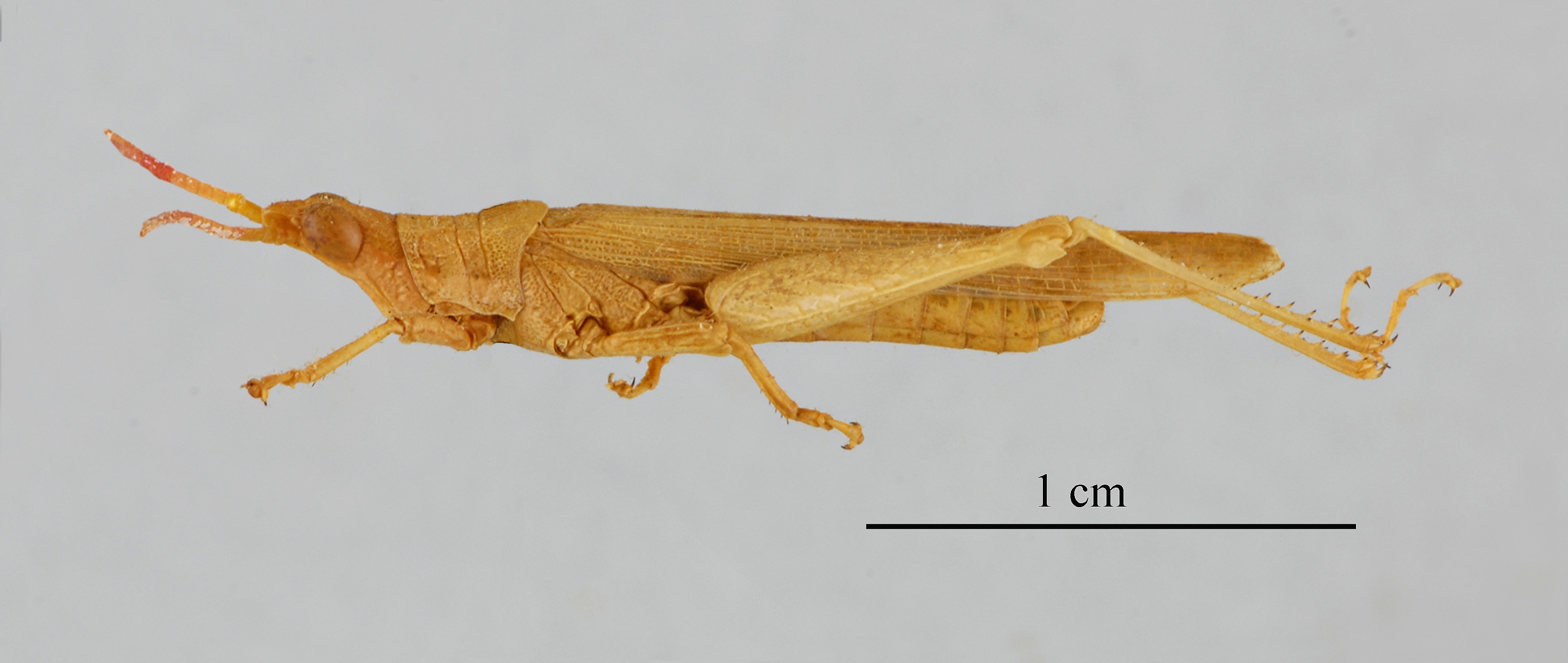 Pyrgomorpha cognata mâle