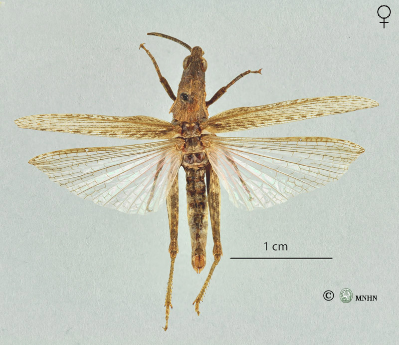 Pyrgomorpha conica femelle neotype
