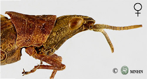 Pyrgomorpha conica femelle