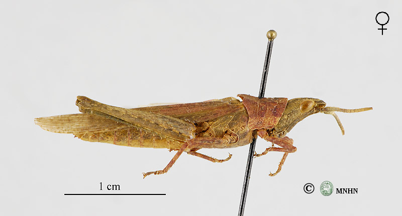 Pyrgomorpha conica femelle néallotype