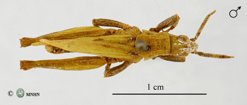 Pyrgomorpha lepineyi mâle