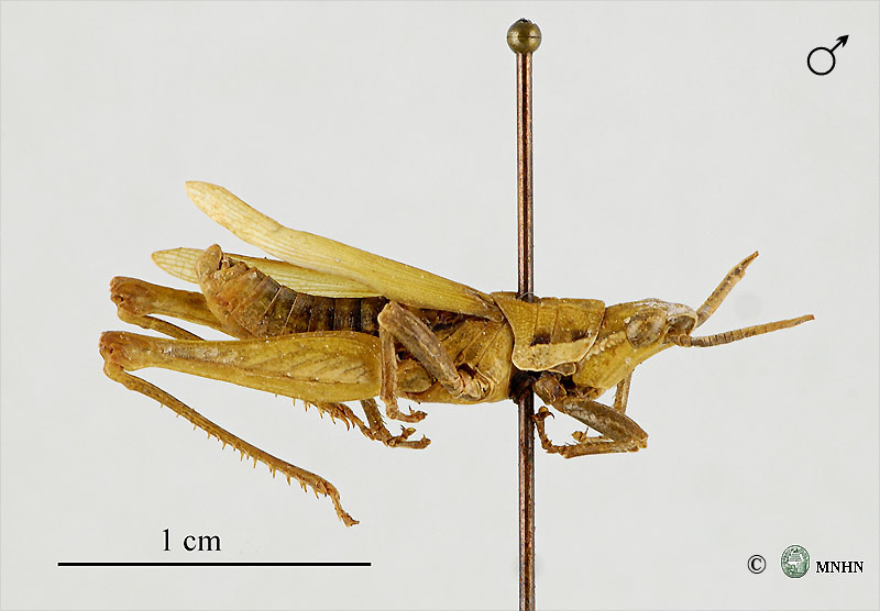 Pyrgomorpha lepineyi mâle type