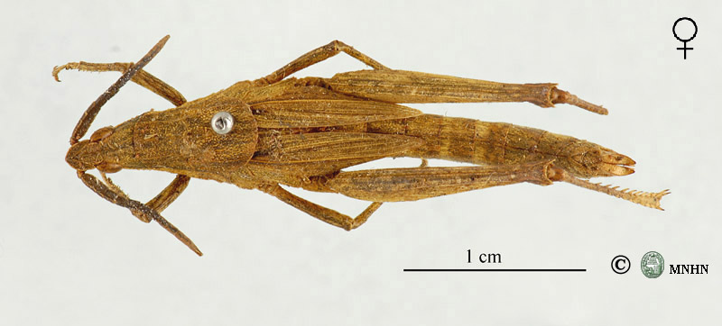 Pyrgomorpha tricarinata femelle