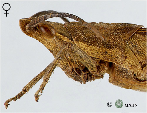 Pyrgomorpha tricarinata mâle
