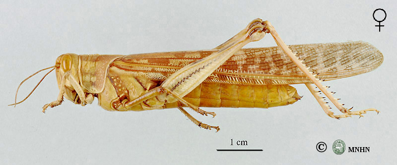 Schistocerca gregaria femelle