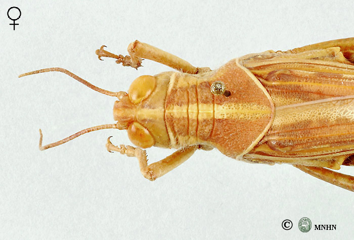 Schistocerca gregaria femelle