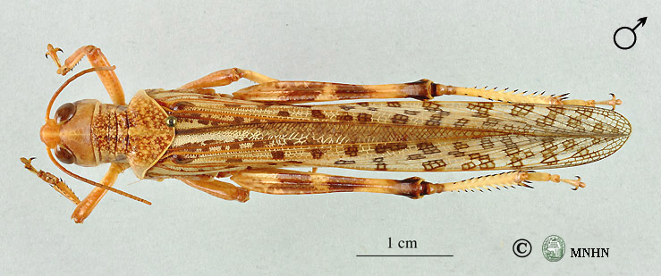 Schistocerca gregaria mâle