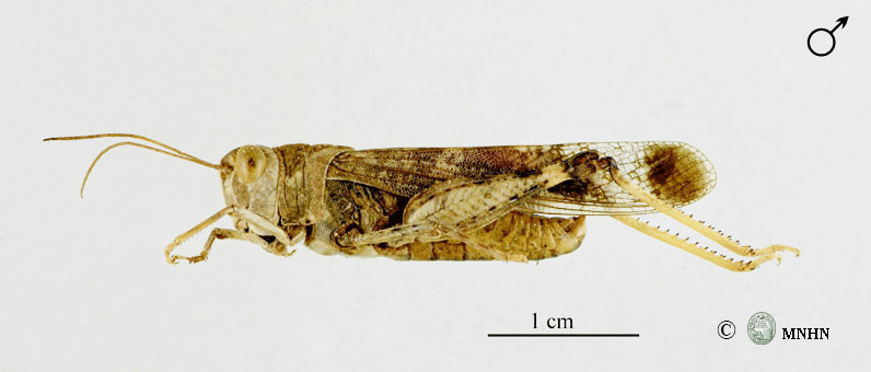 Scintharista notabilis mâle