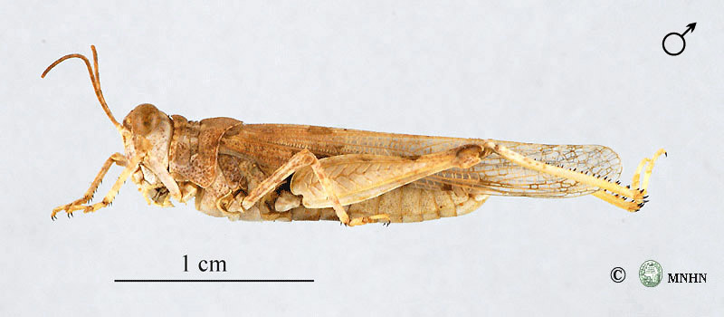 Sphingoderus carinatus mâle