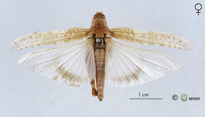 Sphingonotus arenarius femelle type