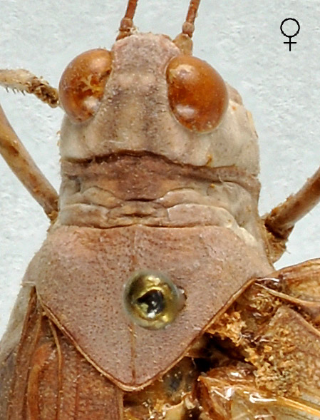 Sphingonotus azurescens femelle