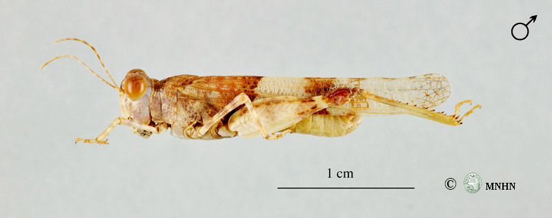 Sphingonotus canariensis mâle