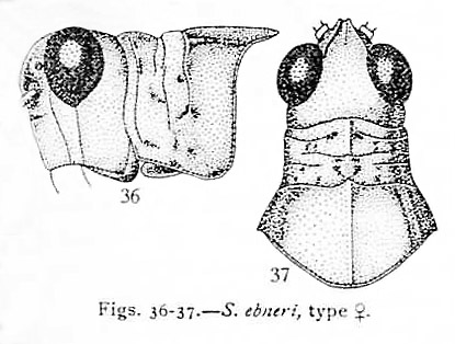 Sphingonotus ebneri