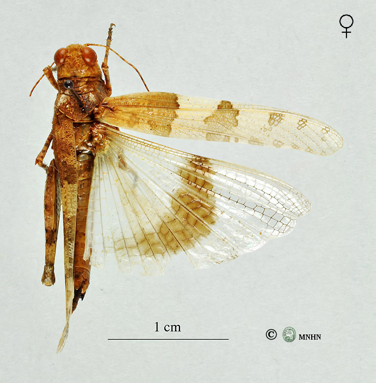 Sphingonotus eurasius femelle paratype