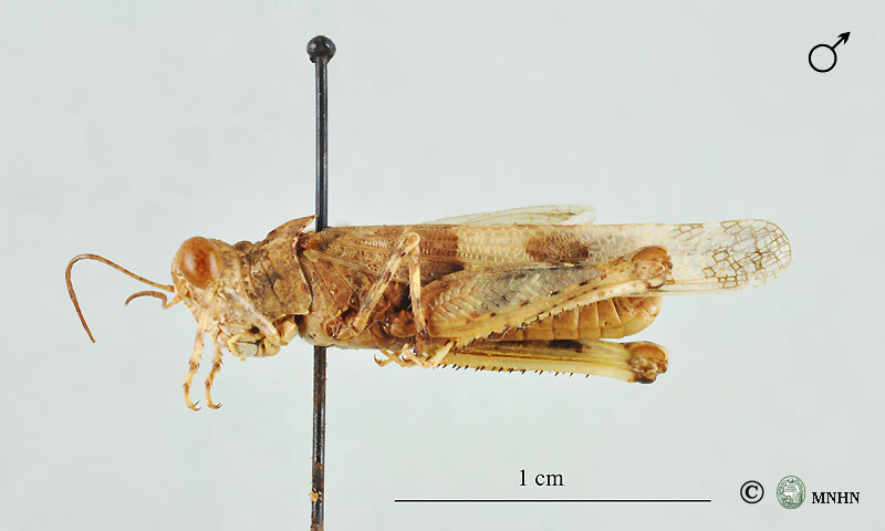 Sphingonotus eurasius mâle paratype