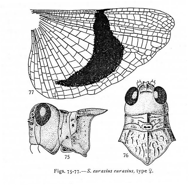 Sphingonotus eurasius Type femelle