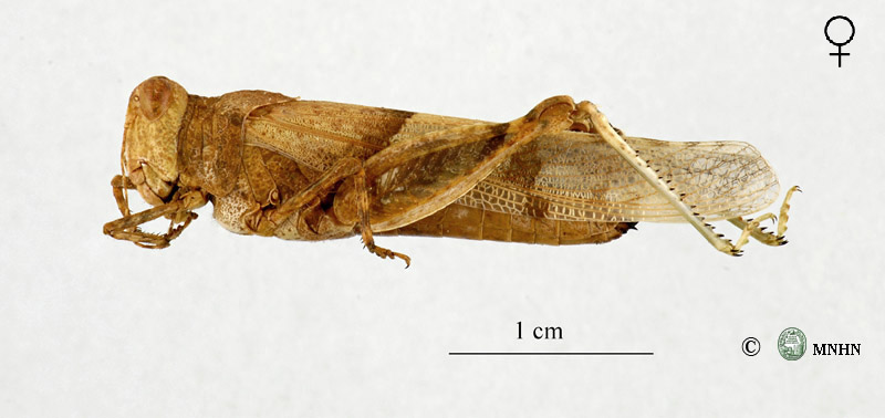 Sphingonotus finotianus femelle