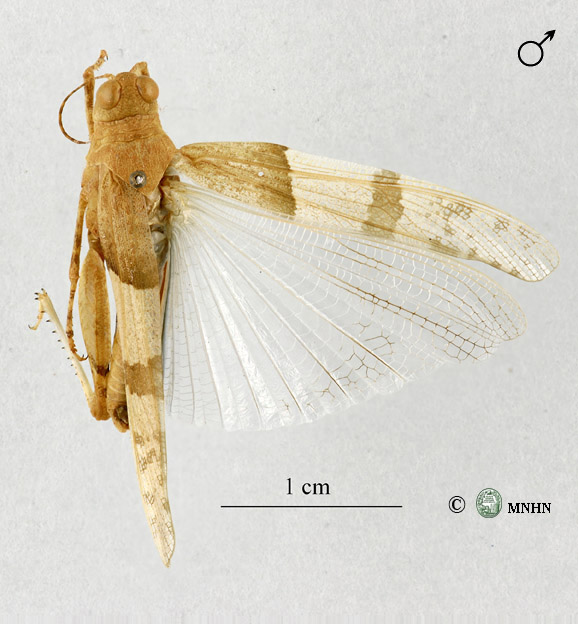 Sphingonotus finotianus mâle