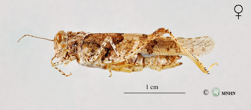 Sphingonotus lucasii femelle
