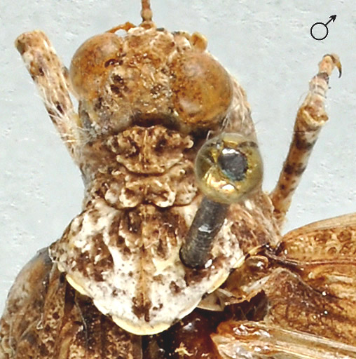 Sphingonotus lucasii mâle