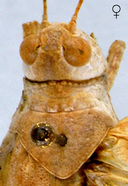 Spingonotus luteus femelle