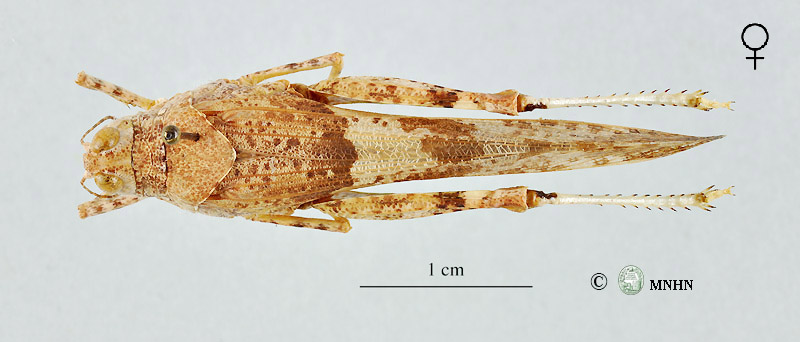 Sphingonotus maroccanus femelle