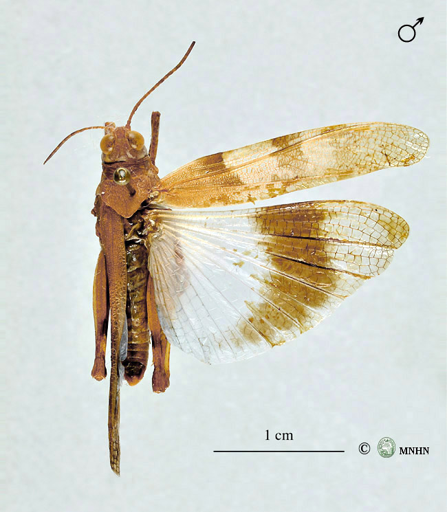 Sphingonotus maroccanus mâle
