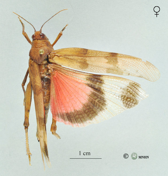 Sphingonotus octofasciatus femelle