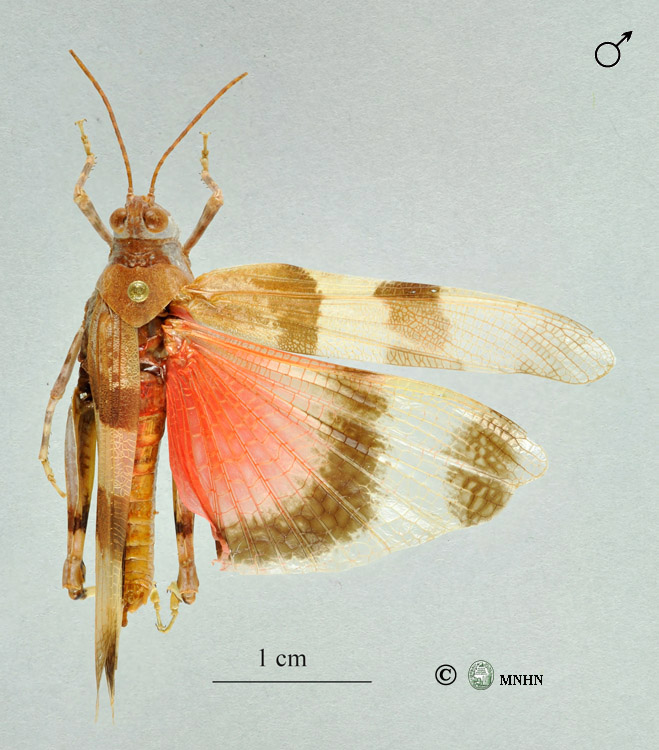 Sphingonotus octofasciatus mâle