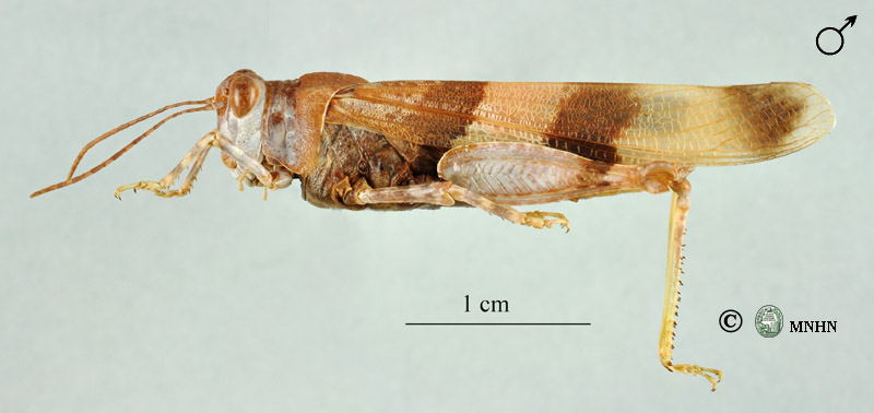 Sphingonotus octofasciatus mâle