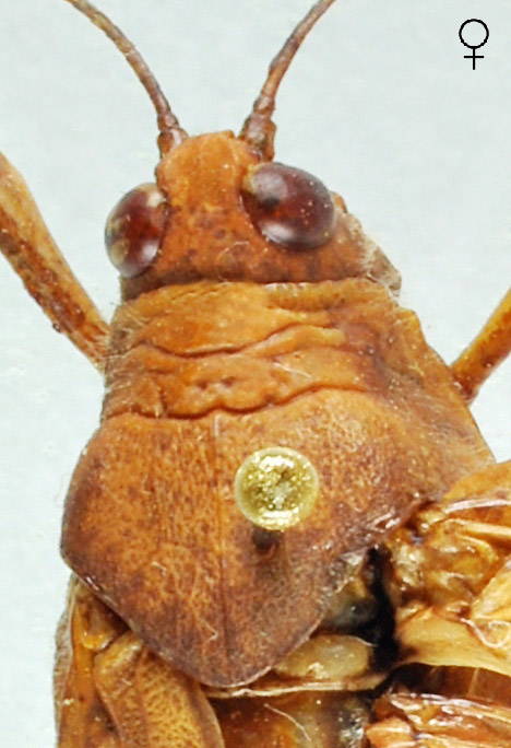 Sphingonotus octofasciatus femelle