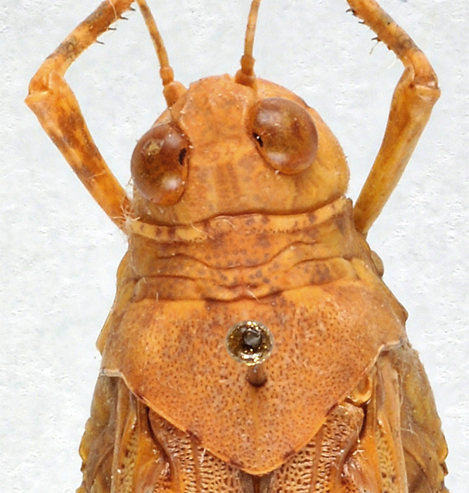 Sphingonotus savignyi femelle